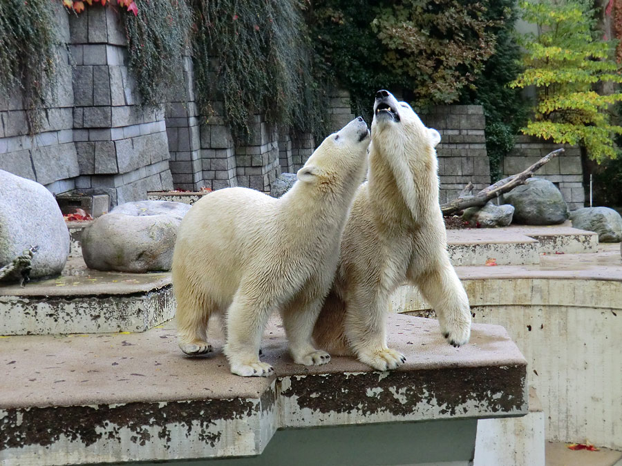 Eisbärjungtier ANORI und Eisbärin VILMA im Zoologischen Garten Wuppertal am 18. Oktober 2013