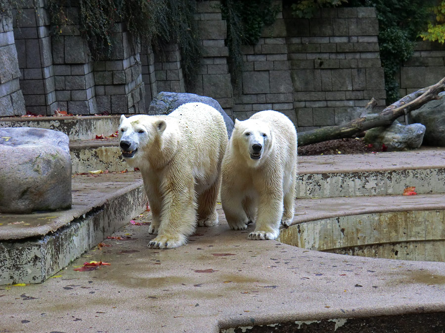 Eisbärin VILMA und Eisbärjungtier ANORI im Zoologischen Garten Wuppertal am 18. Oktober 2013