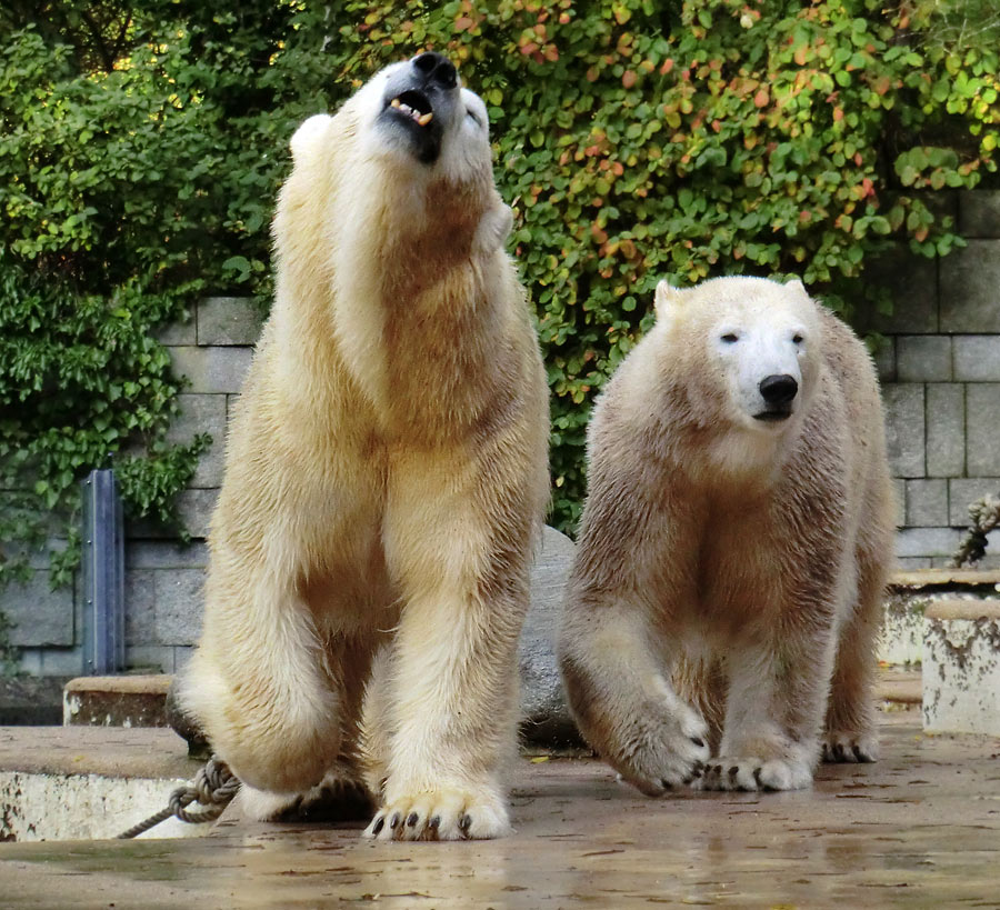 Eisbärin VILMA und Eisbärjungtier ANORI im Zoologischen Garten Wuppertal am 18. Oktober 2013