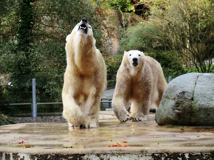 Eisbärin VILMA und Eisbärjungtier ANORI im Wuppertaler Zoo am 18. Oktober 2013