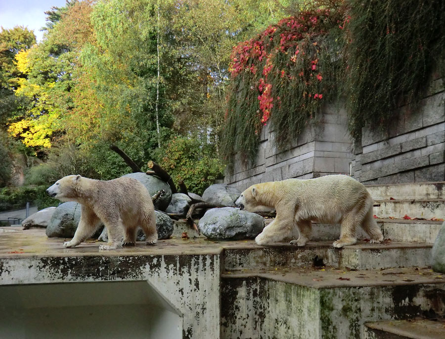 Eisbärin VILMA und Eisbärjungtier ANORI im Zoo Wuppertal am 18. Oktober 2013