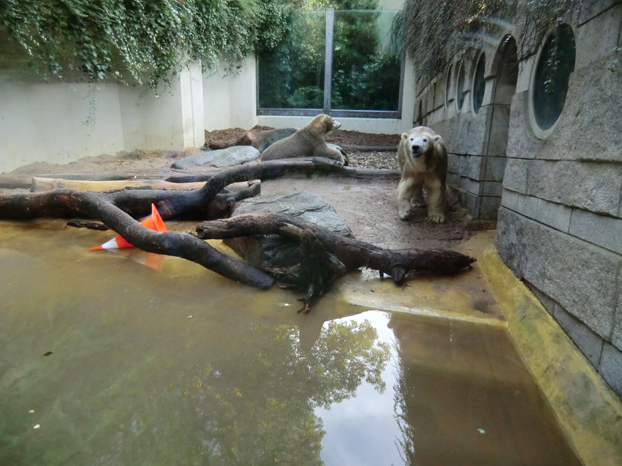 Eisbärjungtier ANORI und Eisbärin VILMA im Wuppertaler Zoo am 19. Oktober 2013