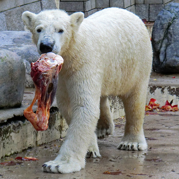 Eisbär LUKA im Oktober 2013 im Wuppertaler Zoo