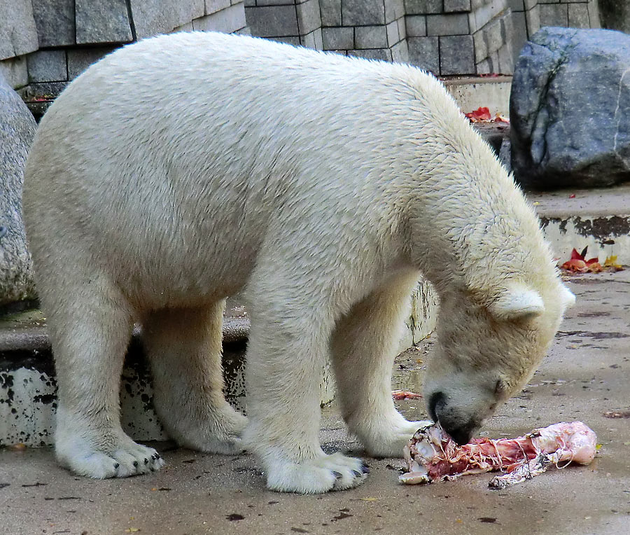 Eisbär LUKA im Wuppertaler Zoo am 19. Oktober 2013