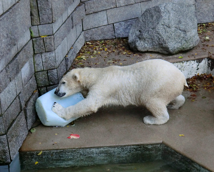 Eisbär LUKA im Wuppertaler Zoo am 19. Oktober 2013