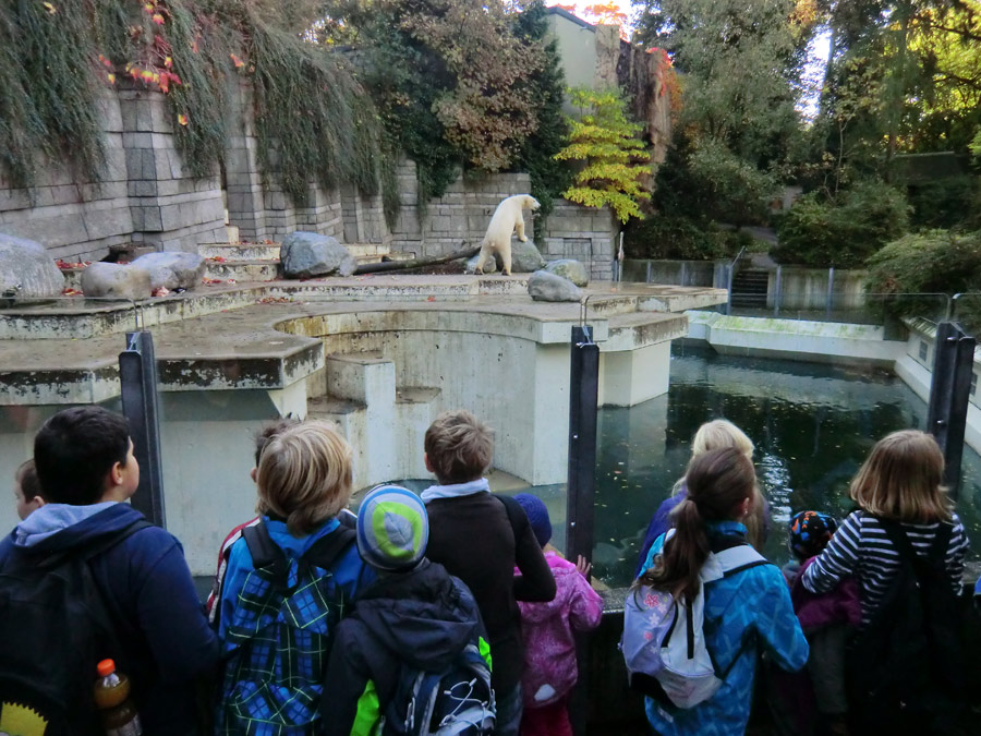 Eisbär LUKA im Zoologischen Garten Wuppertal am 19. Oktober 2013