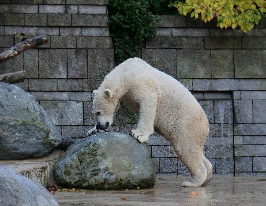 Eisbär LUKA im Wuppertaler Zoo am 19. Oktober 2013