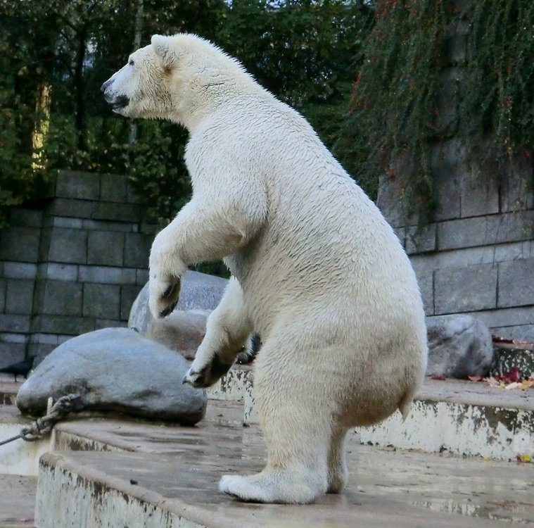 Eisbär LUKA im Zoologischen Garten Wuppertal am 19. Oktober 2013