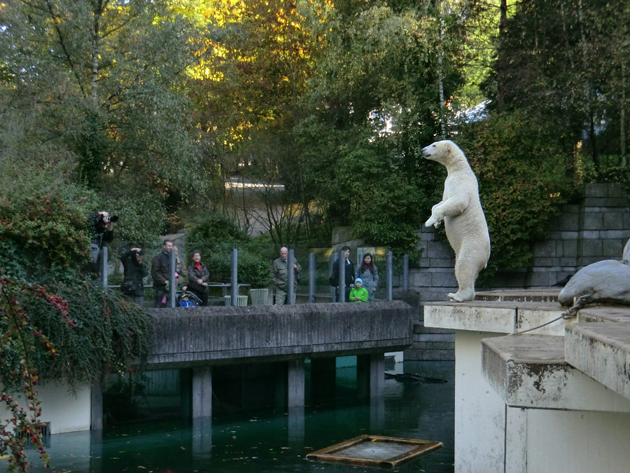 Eisbär LUKA im Wuppertaler Zoo am 19. Oktober 2013