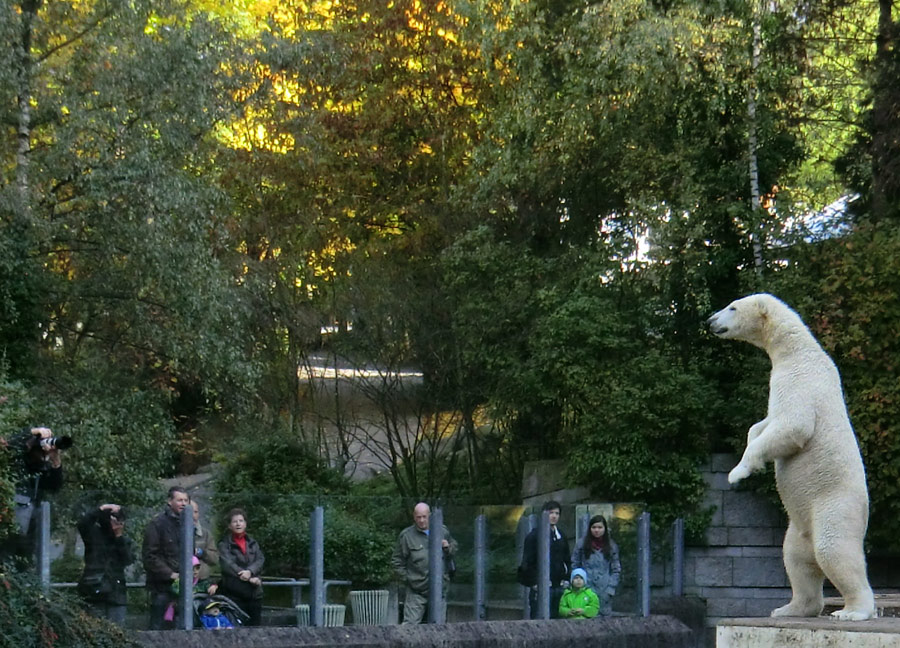 Eisbär LUKA im Zoo Wuppertal am 19. Oktober 2013