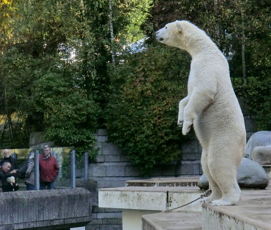 Eisbär LUKA im Zoologischen Garten Wuppertal am 19. Oktober 2013