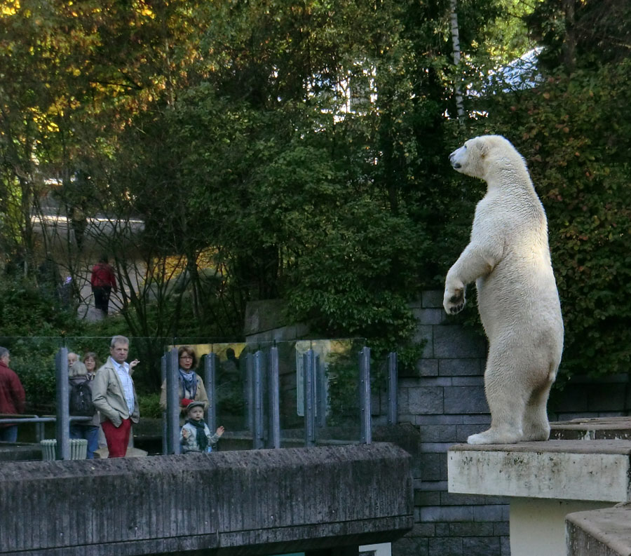 Eisbär LUKA im Wuppertaler Zoo am 19. Oktober 2013