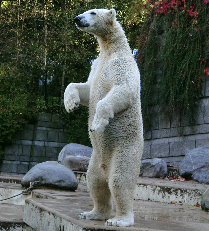 Eisbär LUKA im Zoologischen Garten Wuppertal am 19. Oktober 2013