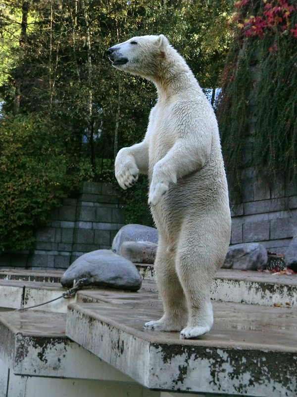 Eisbär LUKA im Wuppertaler Zoo am 19. Oktober 2013