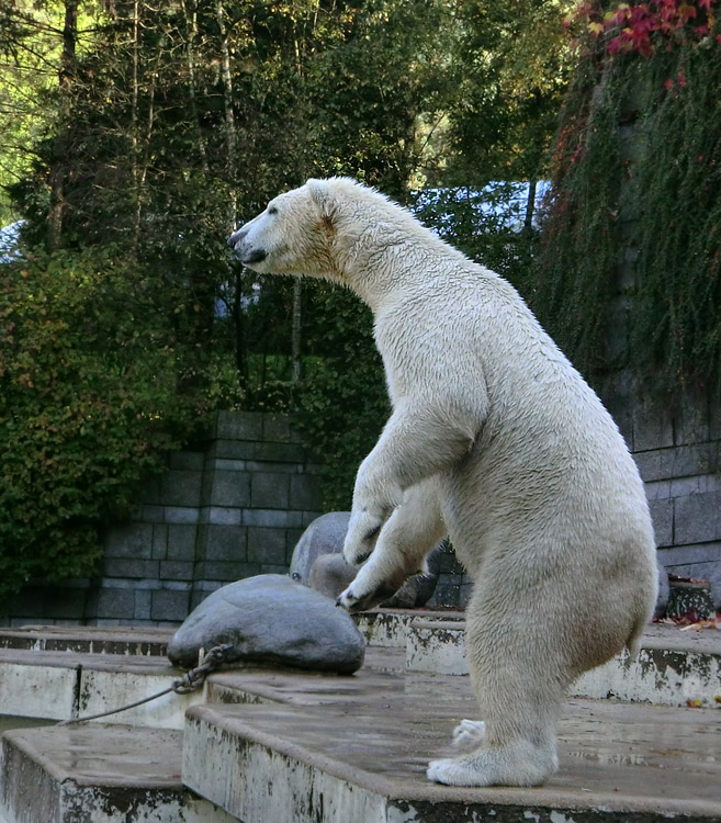 Eisbär LUKA im Zoologischen Garten Wuppertal am 19. Oktober 2013