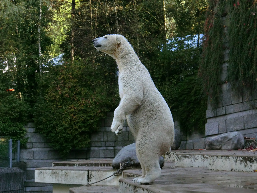 Eisbär LUKA im Wuppertaler Zoo am 19. Oktober 2013