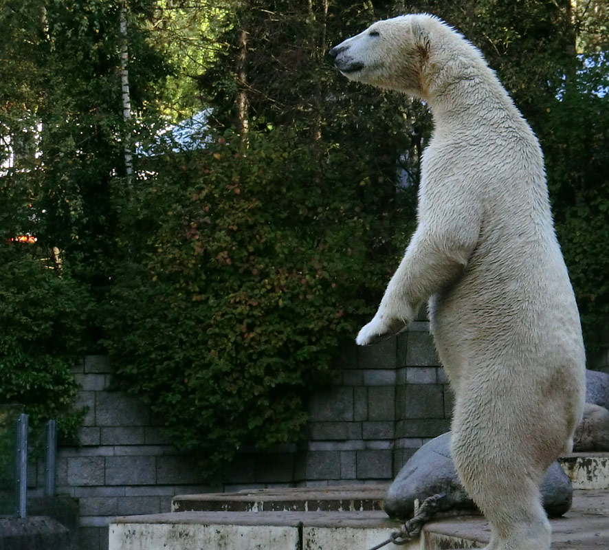 Eisbär LUKA im Zoologischen Garten Wuppertal am 19. Oktober 2013