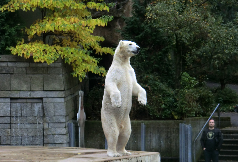 Eisbär LUKA im Wuppertaler Zoo am 19. Oktober 2013