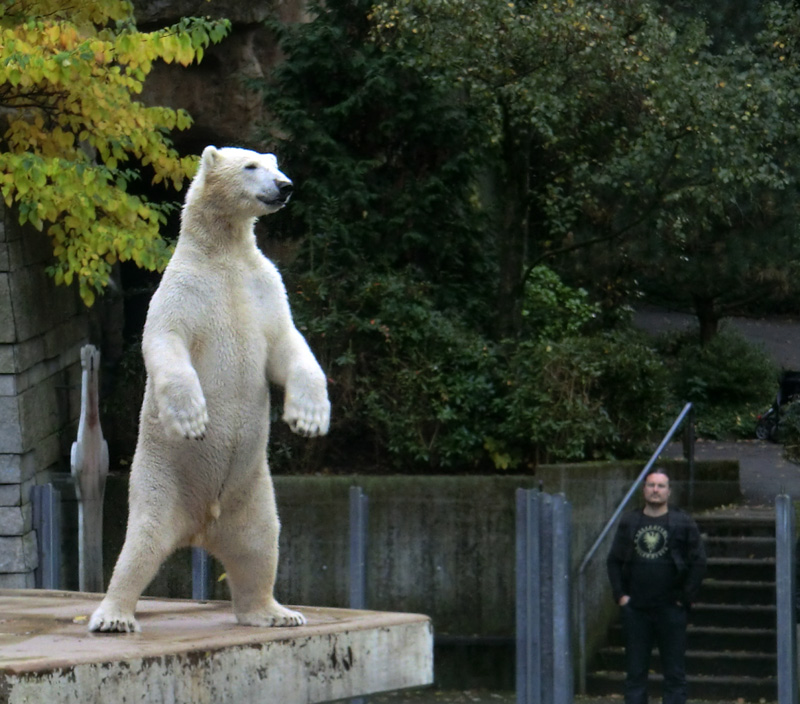 Eisbär LUKA im Zoologischen Garten Wuppertal am 19. Oktober 2013