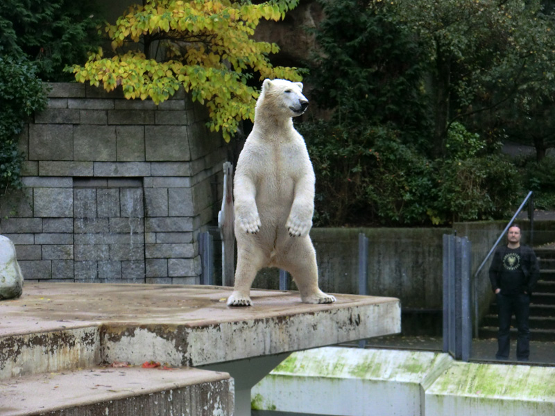 Eisbär LUKA im Wuppertaler Zoo am 19. Oktober 2013