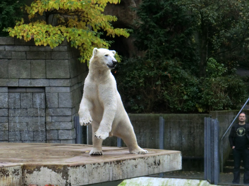 Eisbär LUKA im Zoo Wuppertal am 19. Oktober 2013