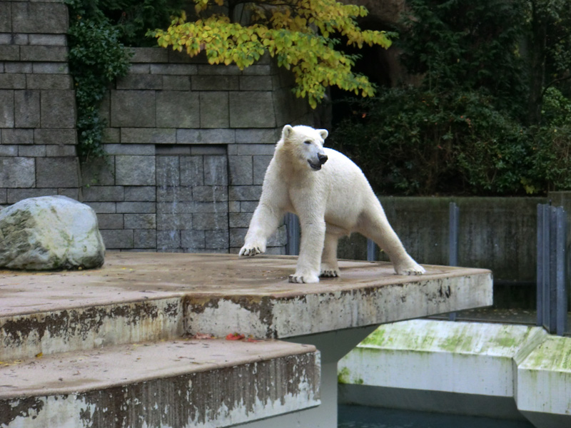 Eisbär LUKA im Zoologischen Garten Wuppertal am 19. Oktober 2013