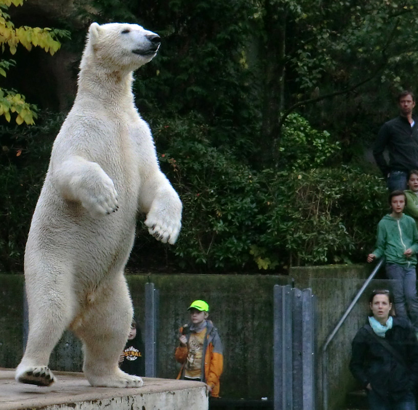 Eisbär LUKA im Wuppertaler Zoo am 19. Oktober 2013