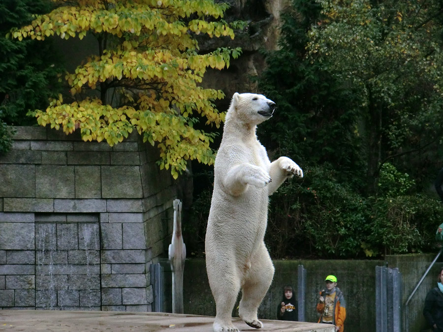 Eisbär LUKA im Zoologischen Garten Wuppertal am 19. Oktober 2013