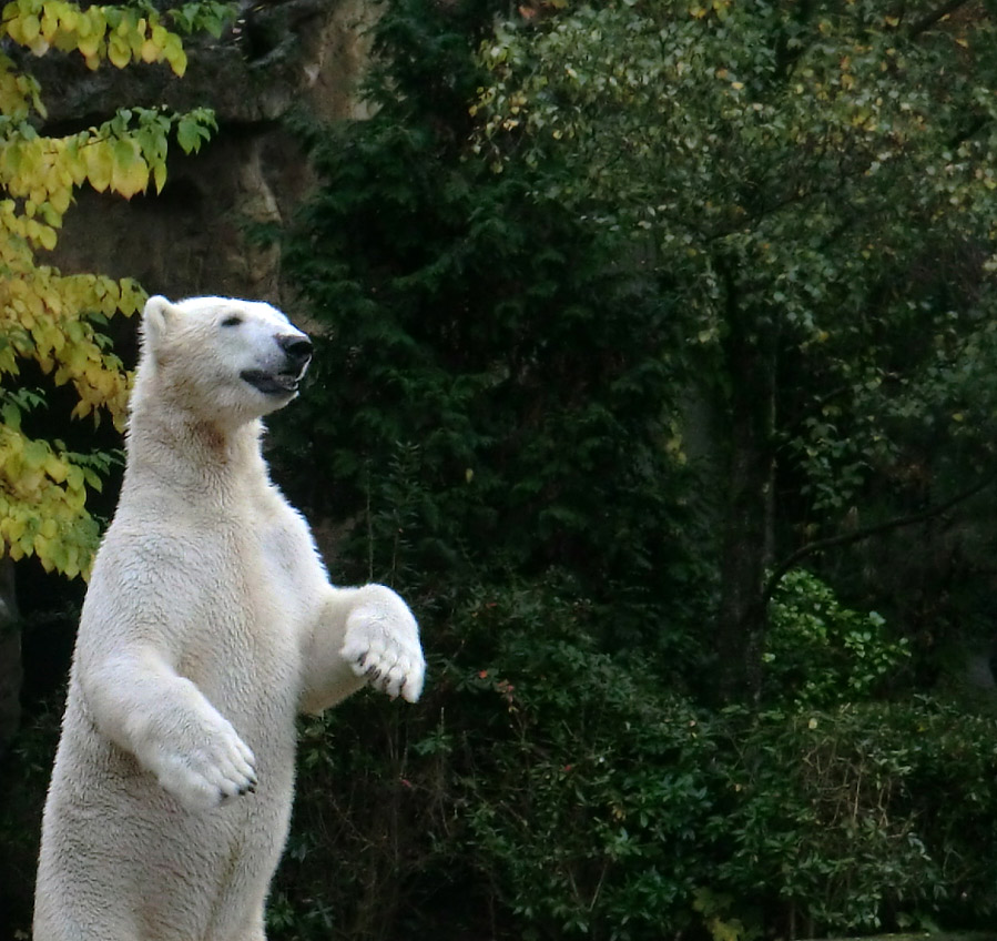 Eisbär LUKA im Wuppertaler Zoo am 19. Oktober 2013