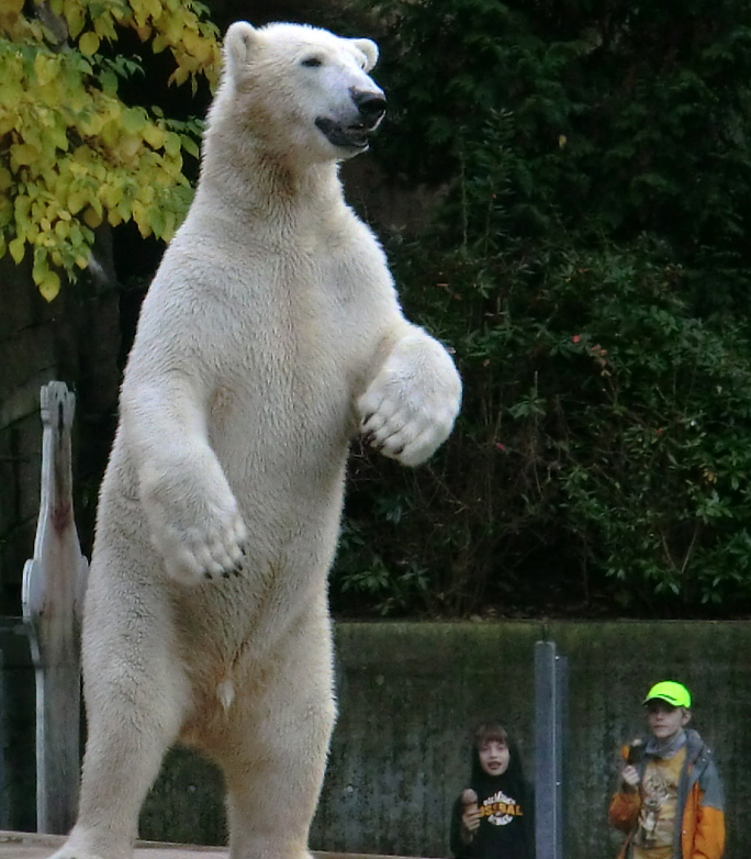 Eisbär LUKA im Zoo Wuppertal am 19. Oktober 2013