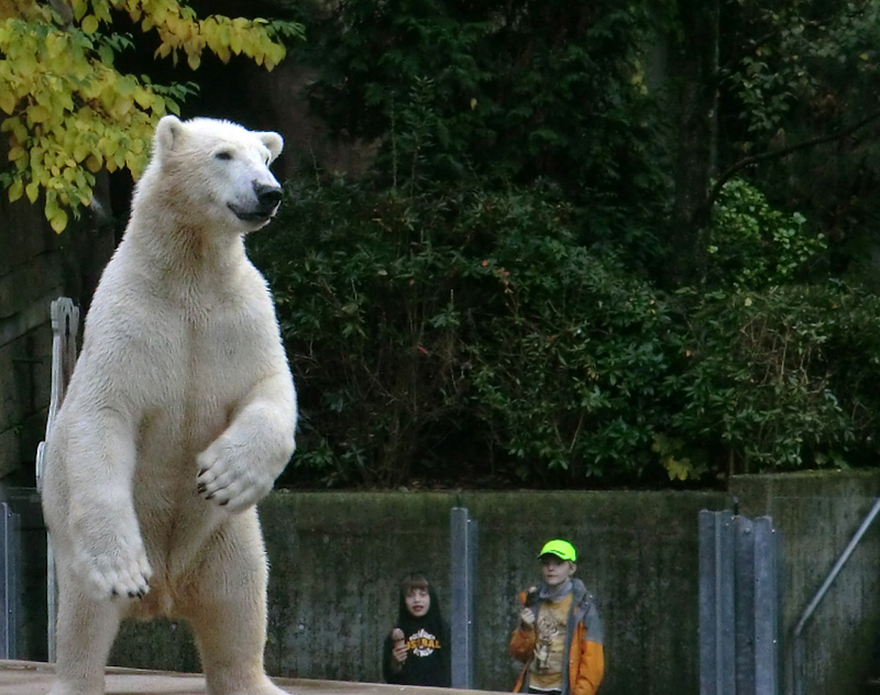 Eisbär LUKA im Zoologischen Garten Wuppertal am 19. Oktober 2013