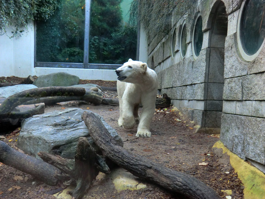 Eisbär LUKA im Zoo Wuppertal am 19. Oktober 2013