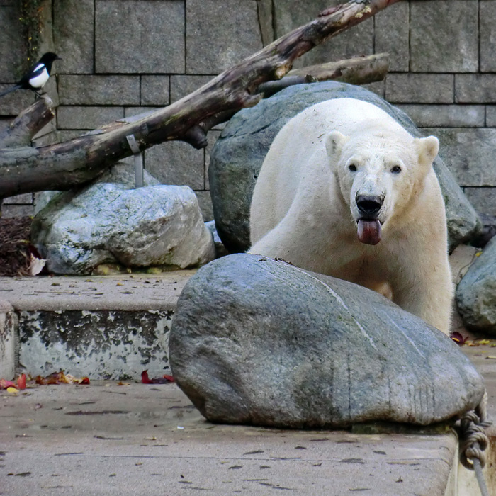 Eisbär LUKA im Oktober 2013 im Wuppertaler Zoo