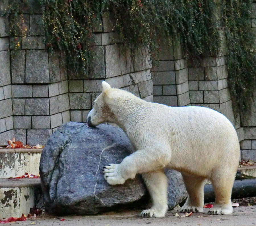 Eisbär LUKA im Zoologischen Garten Wuppertal am 19. Oktober 2013