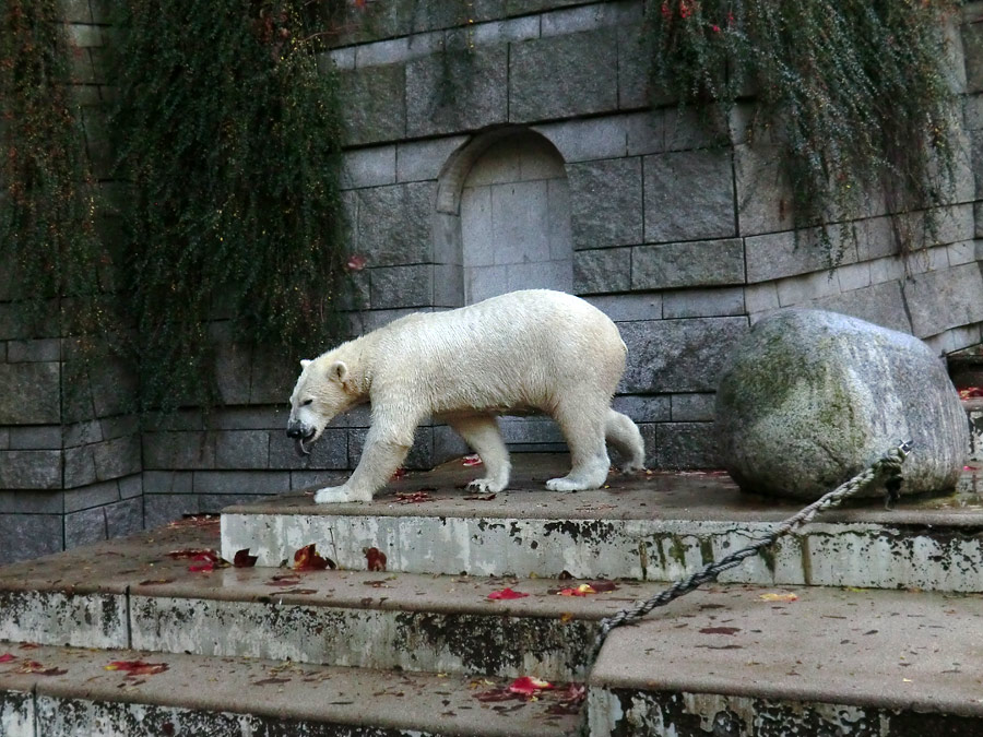 Eisbär LUKA im Wuppertaler Zoo am 19. Oktober 2013