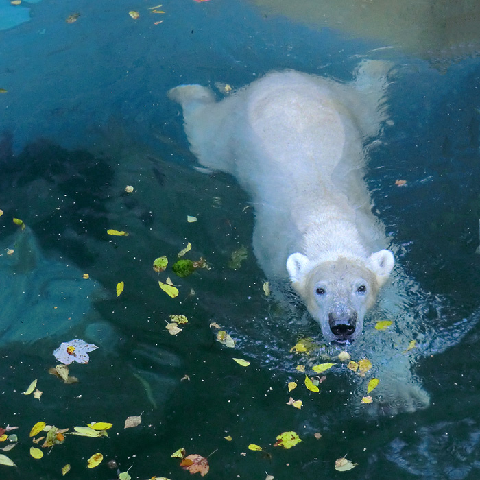 Eisbär LUKA im Oktober 2013 im Wuppertaler Zoo