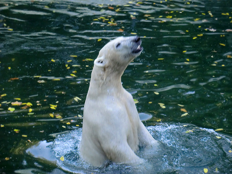 Eisbär LUKA im Zoo Wuppertal am 19. Oktober 2013