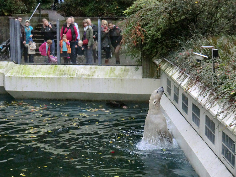 Eisbär LUKA im Wuppertaler Zoo am 19. Oktober 2013