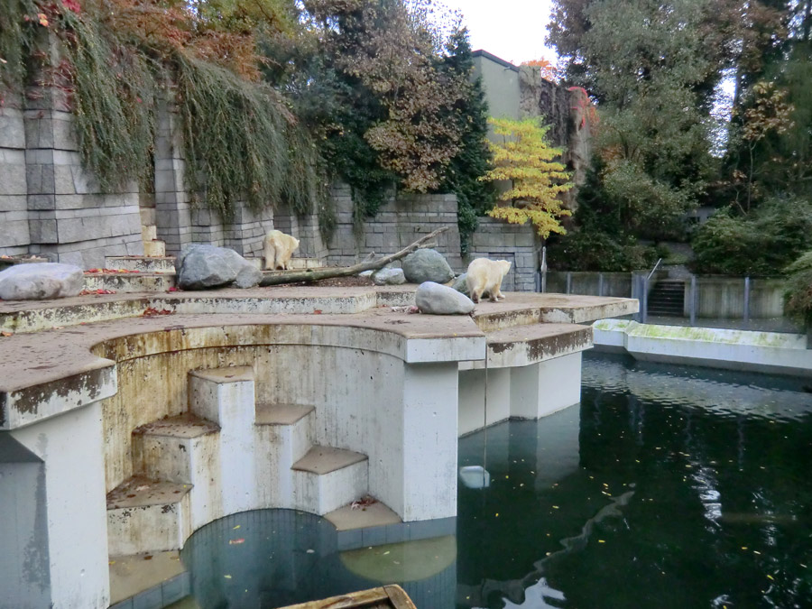 Eisbärin VILMA und Eisbärjungtier ANORI im Zoo Wuppertal am 21. Oktober 2013