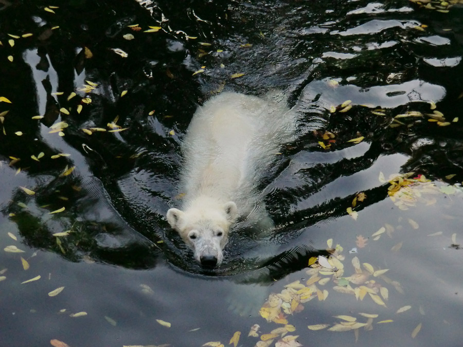 Eisbär LUKA im Zoo am 24. Oktober 2013