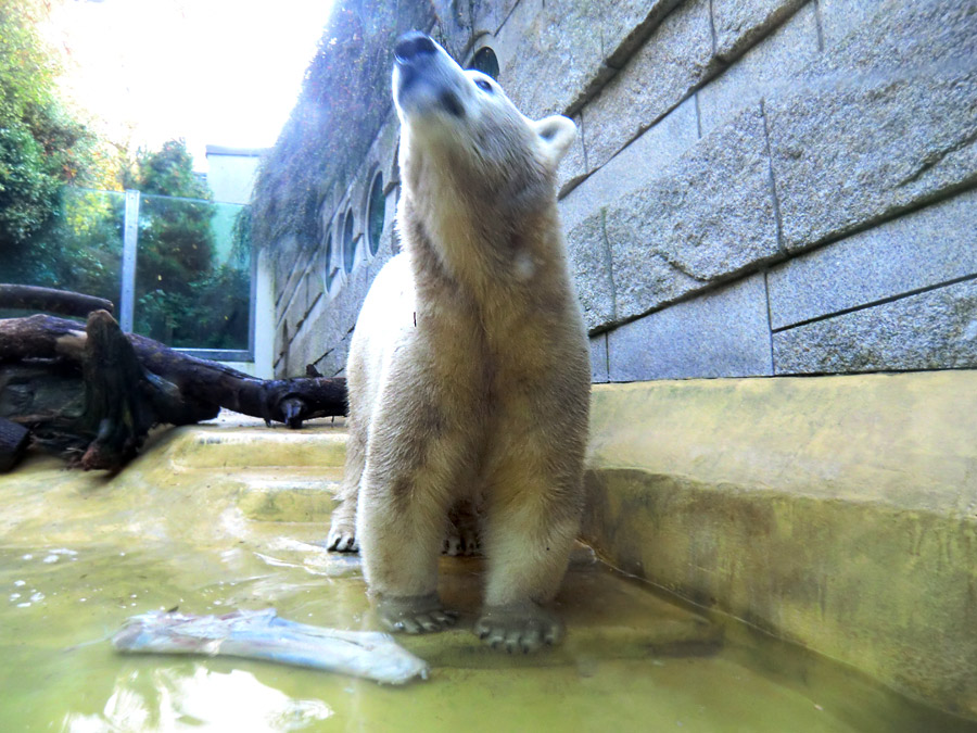 Eisbärin ANORI im Wuppertaler Zoo am 24. Oktober 2013