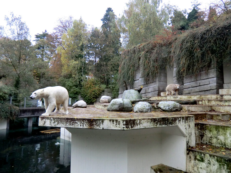 Eisbär LUKA und Eisbärin ANORI im Zoologischen Garten Wuppertal am 25. Oktober 2013