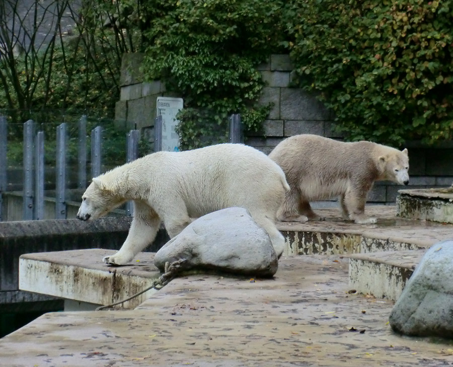 Eisbär LUKA und Eisbärin ANORI im Wuppertaler Zoo am 25. Oktober 2013