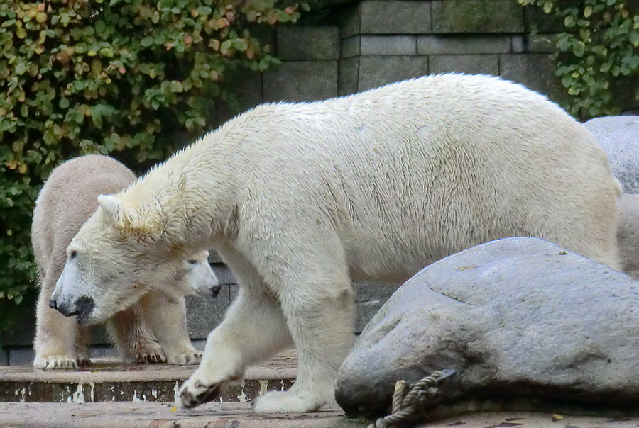 Eisbär LUKA und Eisbärin ANORI im Zoo Wuppertal am 25. Oktober 2013