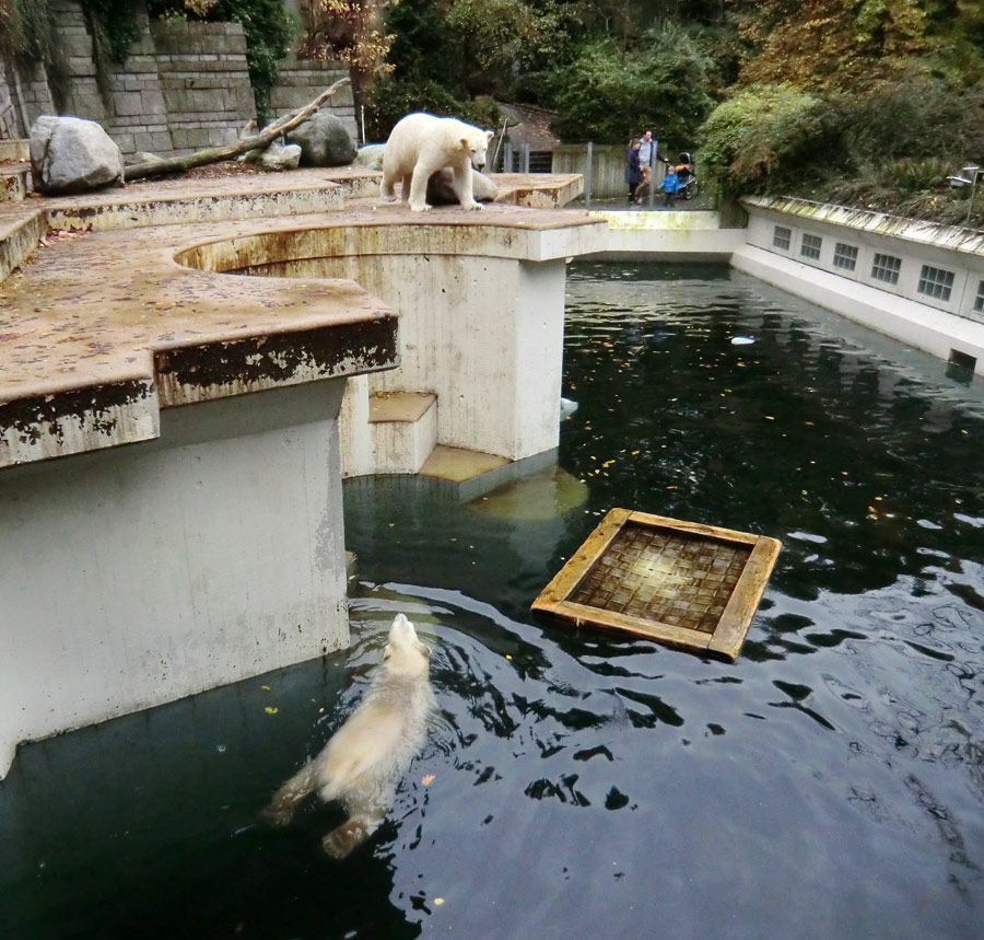 Eisbär LUKA und Eisbärin ANORI im Zoo Wuppertal am 25. Oktober 2013