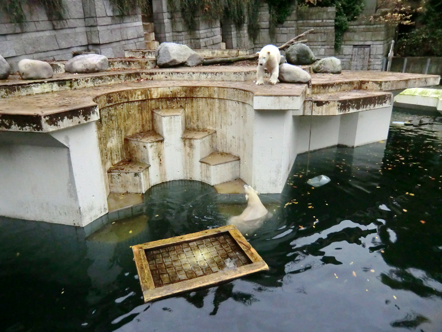 Eisbär LUKA und Eisbärin ANORI im Zoologischen Garten Wuppertal am 25. Oktober 2013