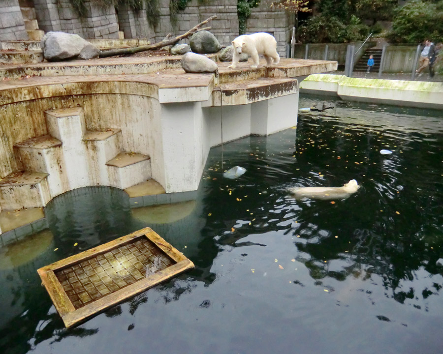 Eisbär LUKA und Eisbärin ANORI im Wuppertaler Zoo am 25. Oktober 2013