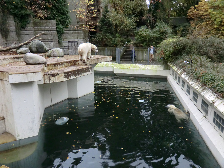 Eisbär LUKA und Eisbärin ANORI im Zoo Wuppertal am 25. Oktober 2013