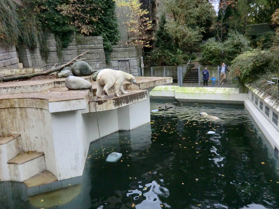 Eisbär LUKA und Eisbärin ANORI im Zoologischen Garten Wuppertal am 25. Oktober 2013