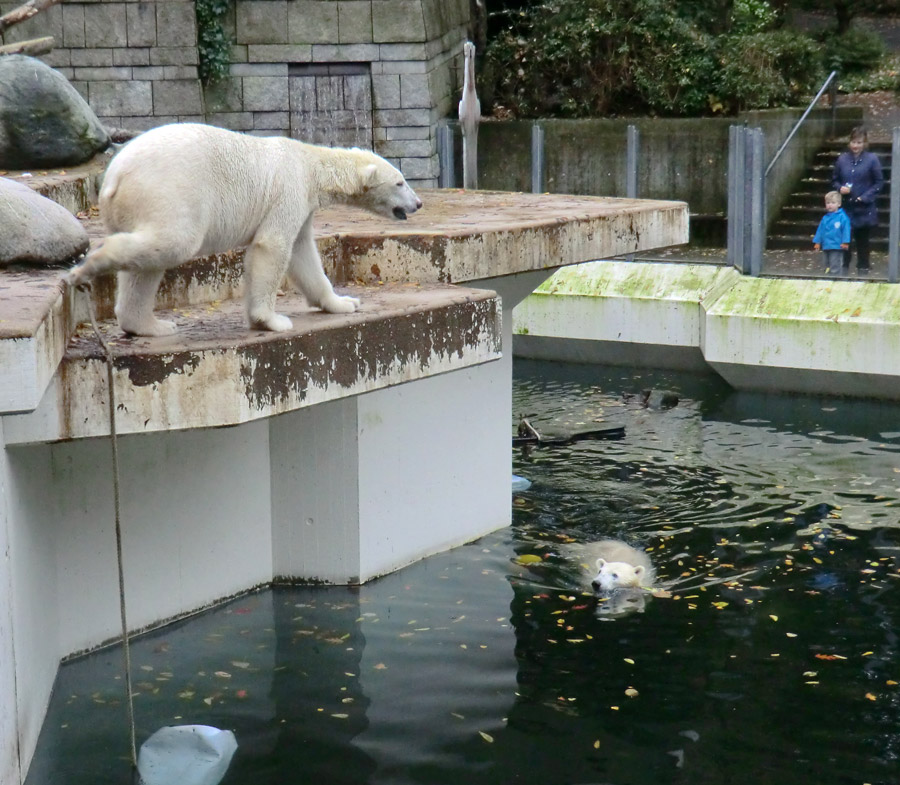 Eisbär LUKA und Eisbärin ANORI im Wuppertaler Zoo am 25. Oktober 2013